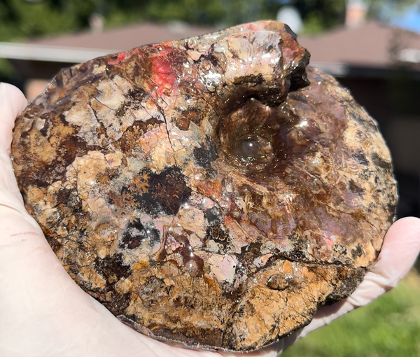 5.31" Ammolite Placenticeras Intercalare ***Free Shipping***  AF-113 Ammolite  Ammonite Fossil