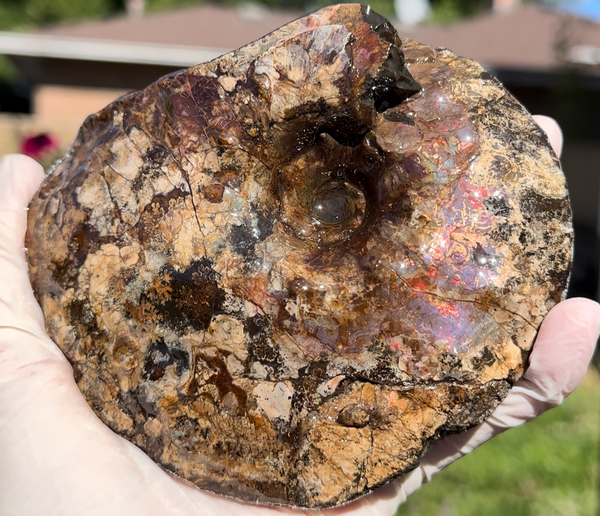 5.31" Ammolite Placenticeras Intercalare ***Free Shipping***  AF-113 Ammolite  Ammonite Fossil