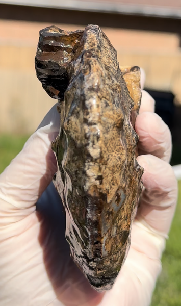 5.31" Ammolite Placenticeras Intercalare ***Free Shipping***  AF-113 Ammolite  Ammonite Fossil