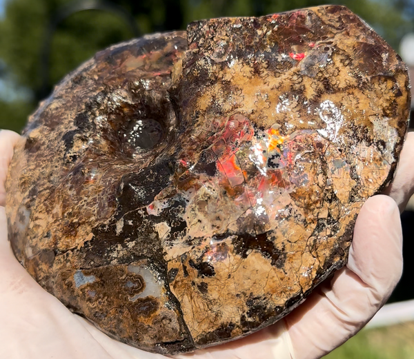 5.31" Ammolite Placenticeras Intercalare ***Free Shipping***  AF-113 Ammolite  Ammonite Fossil