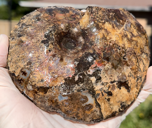 5.31" Ammolite Placenticeras Intercalare ***Free Shipping***  AF-113 Ammolite  Ammonite Fossil