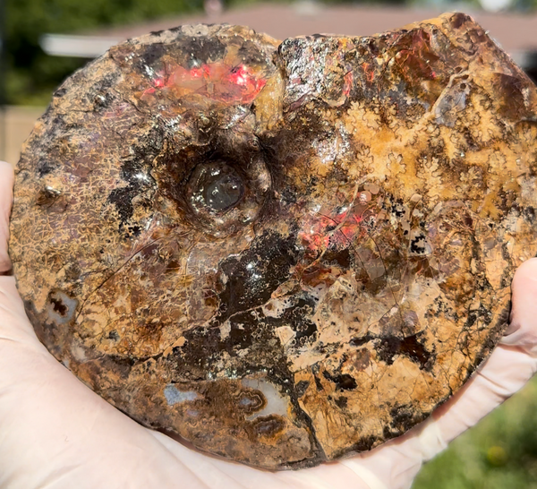 5.31" Ammolite Placenticeras Intercalare ***Free Shipping***  AF-113 Ammolite  Ammonite Fossil