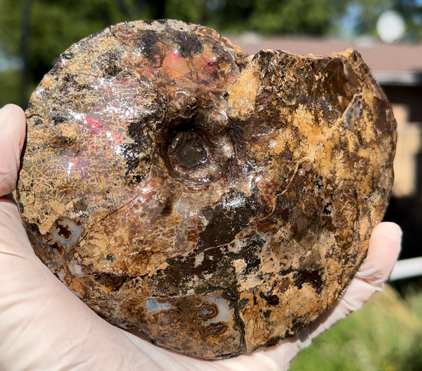 5.31" Ammolite Placenticeras Intercalare ***Free Shipping***  AF-113 Ammolite  Ammonite Fossil