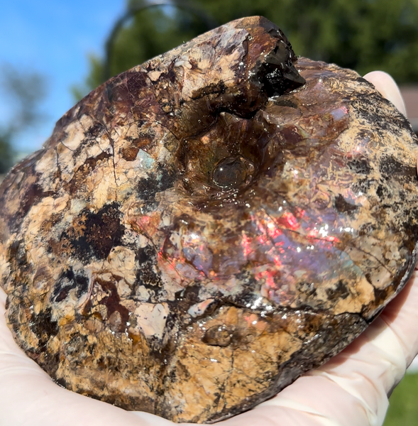 5.31" Ammolite Placenticeras Intercalare ***Free Shipping***  AF-113 Ammolite  Ammonite Fossil