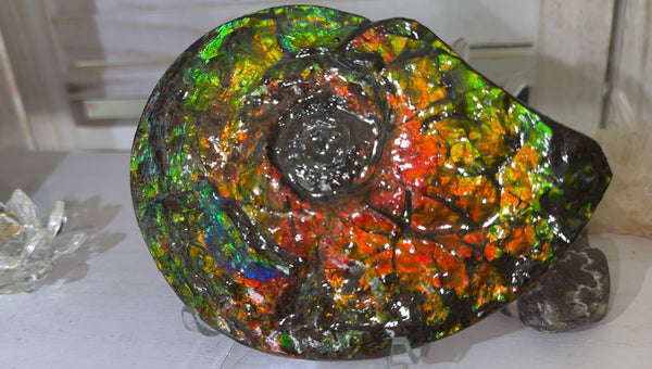 5.55" Ammolite Placenticeras Intercalare ***Free Shipping***  AF-114 Ammolite  Ammonite Fossil