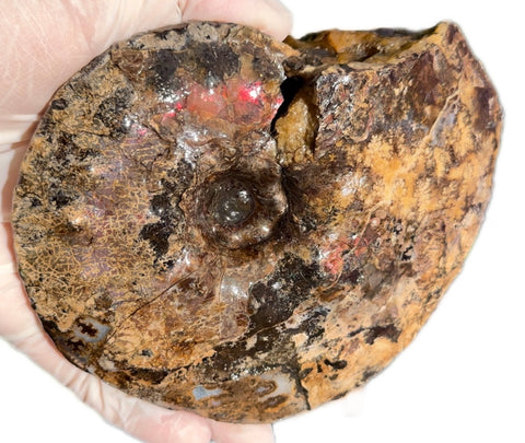 5.31" Ammolite Placenticeras Intercalare ***Free Shipping***  AF-113 Ammolite  Ammonite Fossil