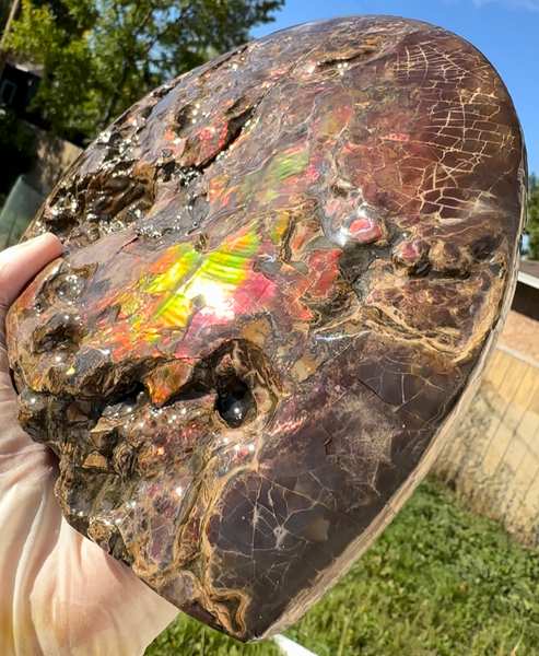 9.45" Ammolite ,Placenticeras meeki, Double-Sided with mosasaurus bite marks, Specimen, Fossil,Ammonite, Collector Stone,Home decor,**FREE SHIPPING***　AF-116