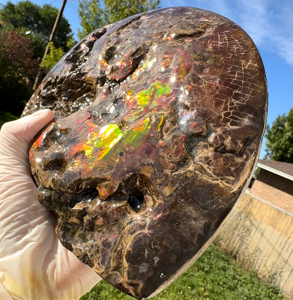 9.45" Ammolite ,Placenticeras meeki, Double-Sided with mosasaurus bite marks, Specimen, Fossil,Ammonite, Collector Stone,Home decor,**FREE SHIPPING***　AF-116