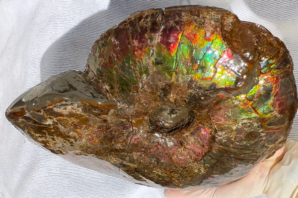 10" Ammolite Placenticeras Intercalare ***Free Shipping***  AF-115 Ammolite  Ammonite Fossil