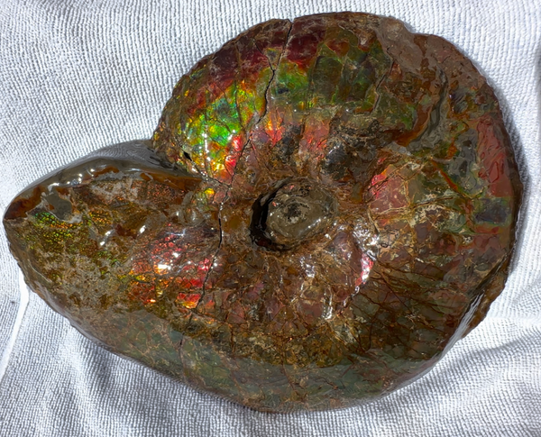10" Ammolite Placenticeras Intercalare ***Free Shipping***  AF-115 Ammolite  Ammonite Fossil