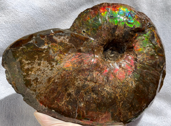 10" Ammolite Placenticeras Intercalare ***Free Shipping***  AF-115 Ammolite  Ammonite Fossil