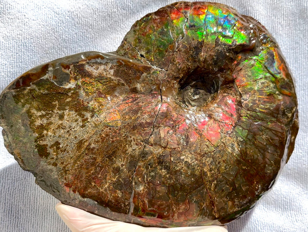 10" Ammolite Placenticeras Intercalare ***Free Shipping***  AF-115 Ammolite  Ammonite Fossil