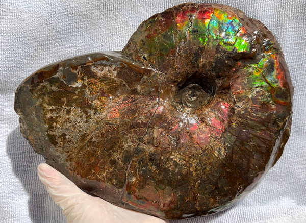 10" Ammolite Placenticeras Intercalare ***Free Shipping***  AF-115 Ammolite  Ammonite Fossil