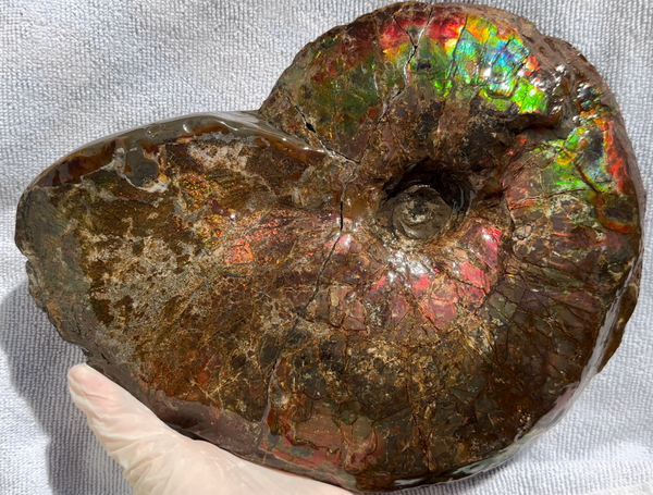 10" Ammolite Placenticeras Intercalare ***Free Shipping***  AF-115 Ammolite  Ammonite Fossil