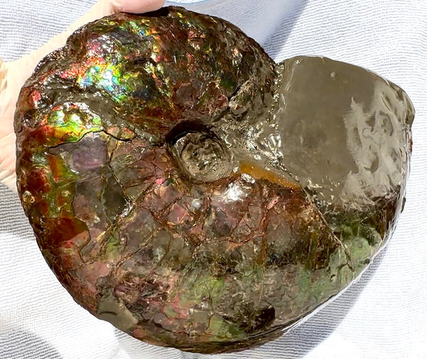 10" Ammolite Placenticeras Intercalare ***Free Shipping***  AF-115 Ammolite  Ammonite Fossil