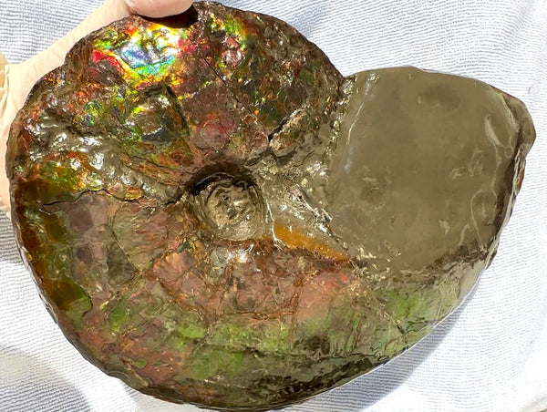 10" Ammolite Placenticeras Intercalare ***Free Shipping***  AF-115 Ammolite  Ammonite Fossil