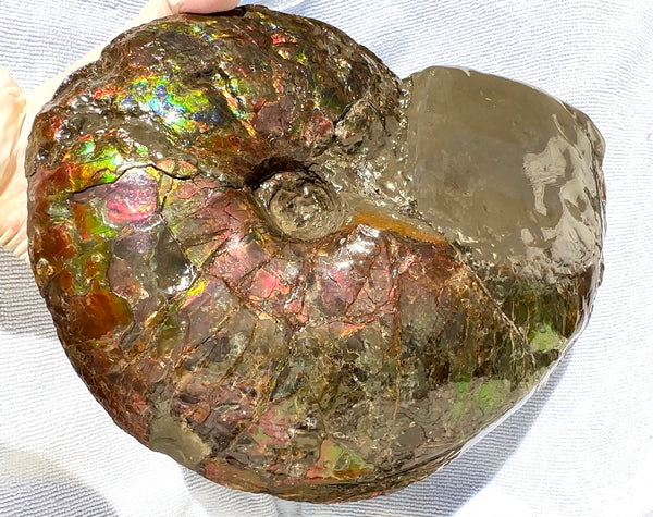 10" Ammolite Placenticeras Intercalare ***Free Shipping***  AF-115 Ammolite  Ammonite Fossil