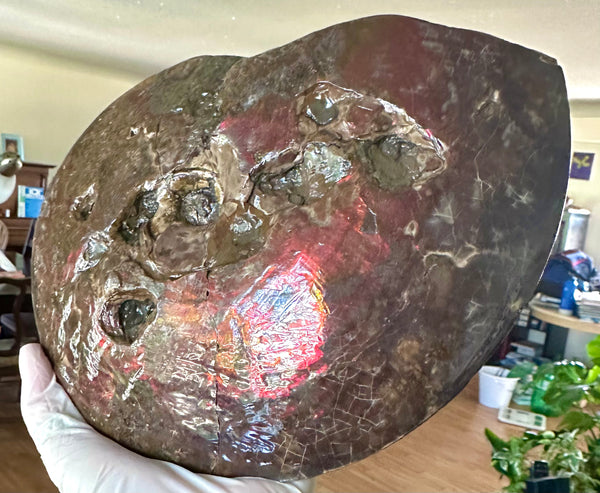 9.45" Ammolite ,Placenticeras meeki, Double-Sided with mosasaurus bite marks, Specimen, Fossil,Ammonite, Collector Stone,Home decor,**FREE SHIPPING***　AF-116