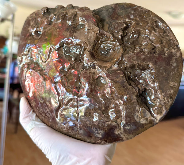 9.45" Ammolite ,Placenticeras meeki, Double-Sided with mosasaurus bite marks, Specimen, Fossil,Ammonite, Collector Stone,Home decor,**FREE SHIPPING***　AF-116
