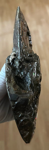 9.45" Ammolite ,Placenticeras meeki, Double-Sided with mosasaurus bite marks, Specimen, Fossil,Ammonite, Collector Stone,Home decor,**FREE SHIPPING***　AF-116