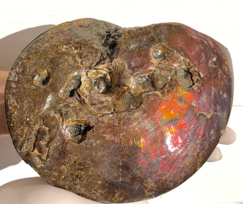 9.45" Ammolite ,Placenticeras meeki, Double-Sided with mosasaurus bite marks, Specimen, Fossil,Ammonite, Collector Stone,Home decor,**FREE SHIPPING***　AF-116