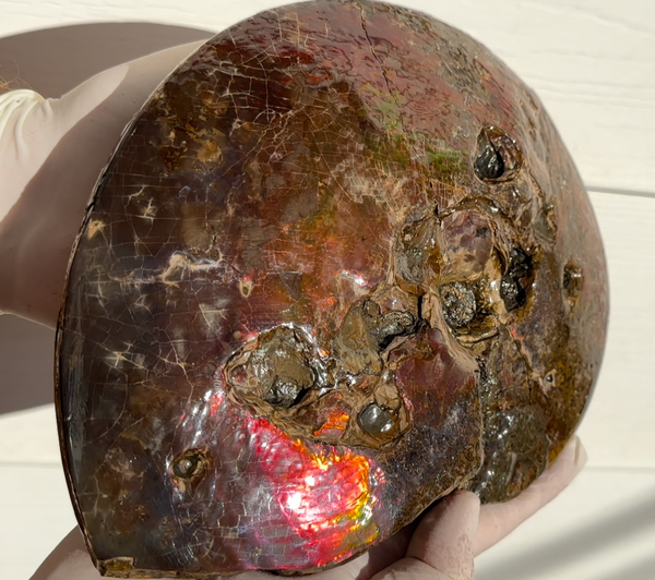 9.45" Ammolite ,Placenticeras meeki, Double-Sided with mosasaurus bite marks, Specimen, Fossil,Ammonite, Collector Stone,Home decor,**FREE SHIPPING***　AF-116
