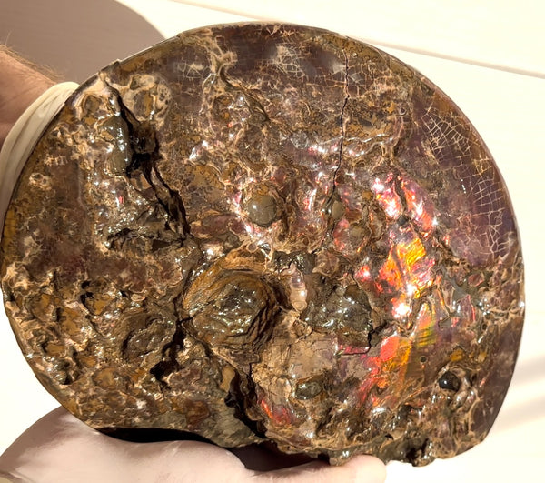 9.45" Ammolite ,Placenticeras meeki, Double-Sided with mosasaurus bite marks, Specimen, Fossil,Ammonite, Collector Stone,Home decor,**FREE SHIPPING***　AF-116