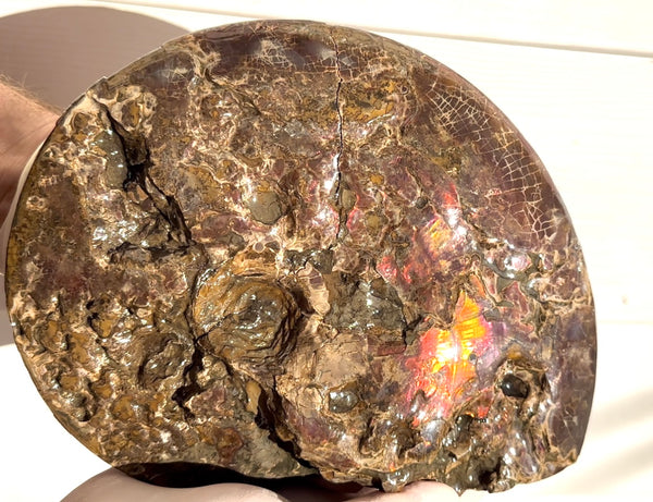 9.45" Ammolite ,Placenticeras meeki, Double-Sided with mosasaurus bite marks, Specimen, Fossil,Ammonite, Collector Stone,Home decor,**FREE SHIPPING***　AF-116