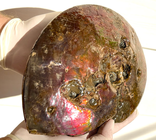 9.45" Ammolite ,Placenticeras meeki, Double-Sided with mosasaurus bite marks, Specimen, Fossil,Ammonite, Collector Stone,Home decor,**FREE SHIPPING***　AF-116