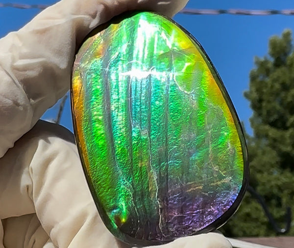 HIgh grade Ammolite with a horn, NATURAL Hand POLISHED, Loose stone  54x32.4mm Loose Gemstones,gemstone FFNT195 Free shipping!