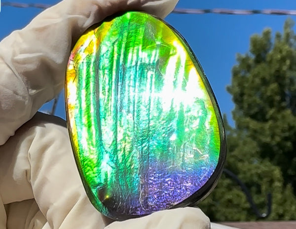 HIgh grade Ammolite with a horn, NATURAL Hand POLISHED, Loose stone  54x32.4mm Loose Gemstones,gemstone FFNT195 Free shipping!