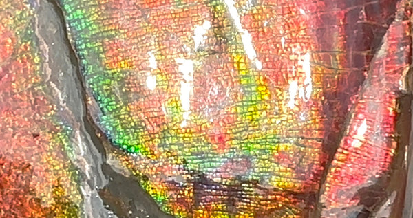 AF-126  Ammonite Fossil - Placenticeras meeki Ammolite **FREE SHIPPING***　アンモライト カナダ化石 斑彩石