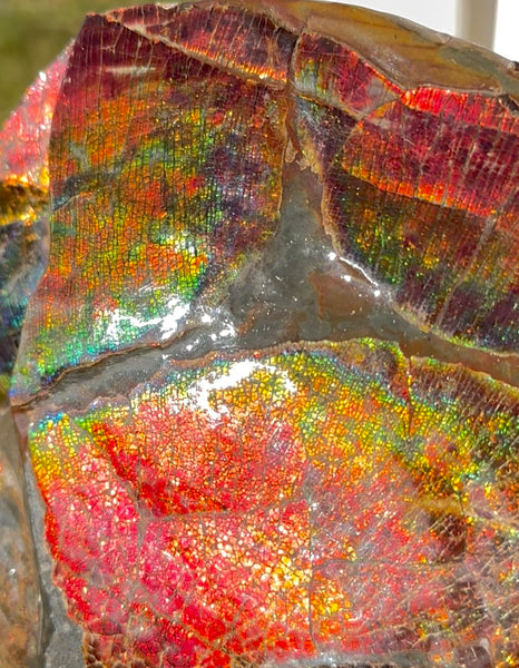 AF-126  Ammonite Fossil - Placenticeras meeki Ammolite **FREE SHIPPING***　アンモライト カナダ化石 斑彩石