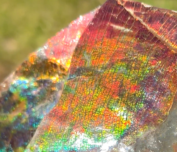 AF-126  Ammonite Fossil - Placenticeras meeki Ammolite **FREE SHIPPING***　アンモライト カナダ化石 斑彩石