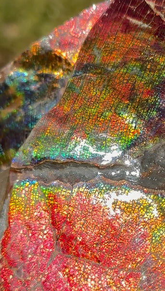 AF-126  Ammonite Fossil - Placenticeras meeki Ammolite **FREE SHIPPING***　アンモライト カナダ化石 斑彩石