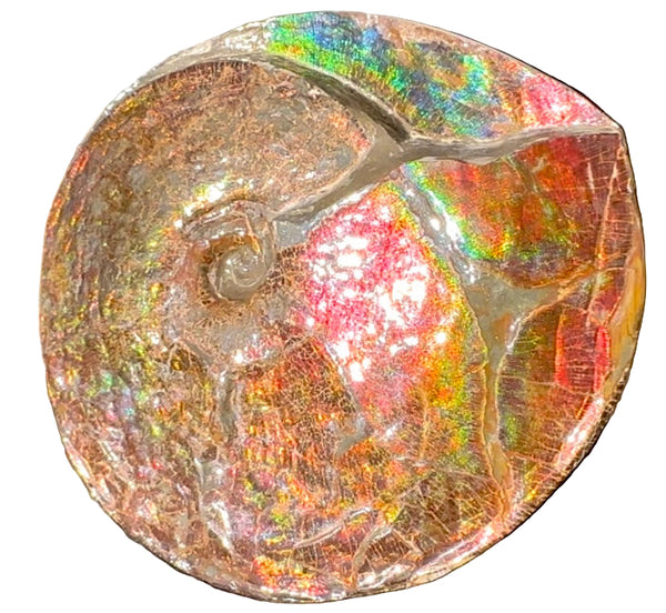AF-126  Ammonite Fossil - Placenticeras meeki Ammolite **FREE SHIPPING***　アンモライト カナダ化石 斑彩石