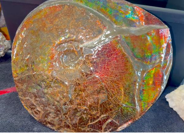 AF-126  Ammonite Fossil - Placenticeras meeki Ammolite **FREE SHIPPING***　アンモライト カナダ化石 斑彩石