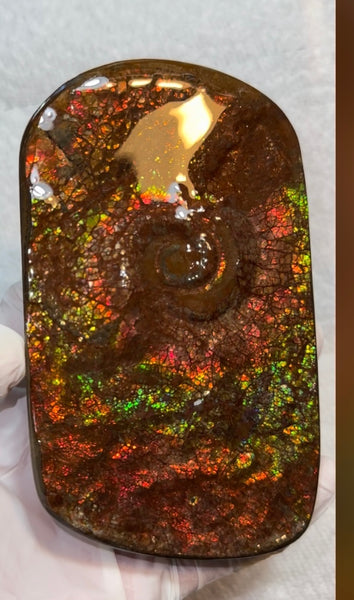 Swirl piece,Rainbow colors,Ammolite Display Stone,Handheld Beautiful Specimen,Fossil,Metaphysical,Home Decor,Alberta fossil CS-261 Free shipping