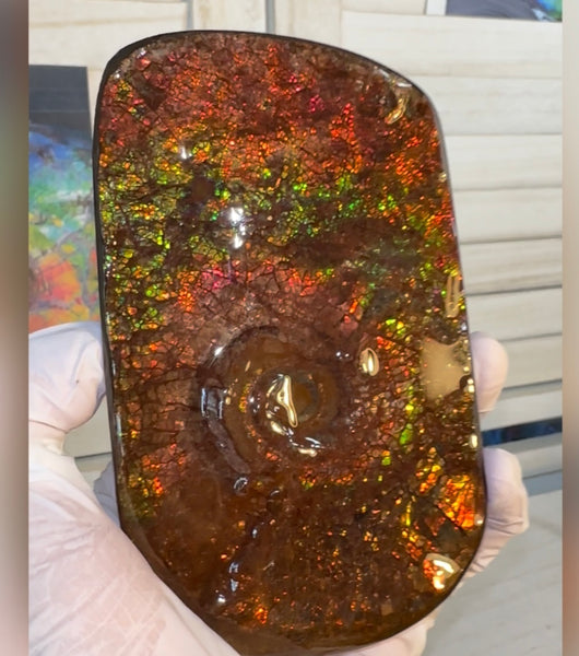 Swirl piece,Rainbow colors,Ammolite Display Stone,Handheld Beautiful Specimen,Fossil,Metaphysical,Home Decor,Alberta fossil CS-261 Free shipping