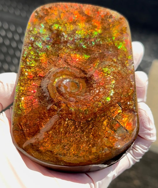 Swirl piece,Rainbow colors,Ammolite Display Stone,Handheld Beautiful Specimen,Fossil,Metaphysical,Home Decor,Alberta fossil CS-261 Free shipping