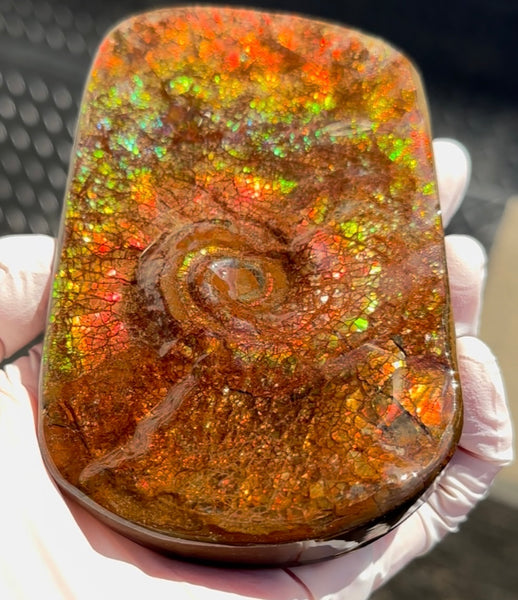 Swirl piece,Rainbow colors,Ammolite Display Stone,Handheld Beautiful Specimen,Fossil,Metaphysical,Home Decor,Alberta fossil CS-261 Free shipping