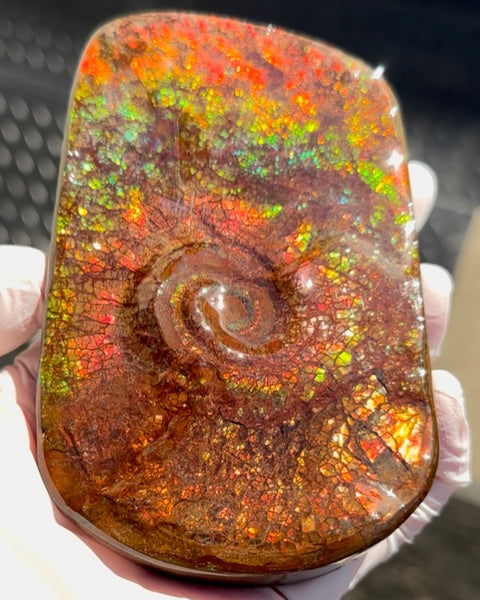 Swirl piece,Rainbow colors,Ammolite Display Stone,Handheld Beautiful Specimen,Fossil,Metaphysical,Home Decor,Alberta fossil CS-261 Free shipping