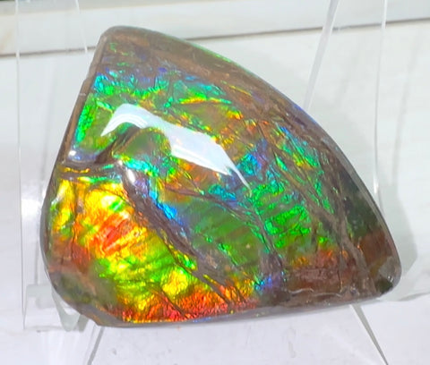 Rainbow colors,Ammolite Display Stone,Handheld Beautiful Specimen,Fossil,Metaphysical,Home Decor,Alberta fossil CS-260