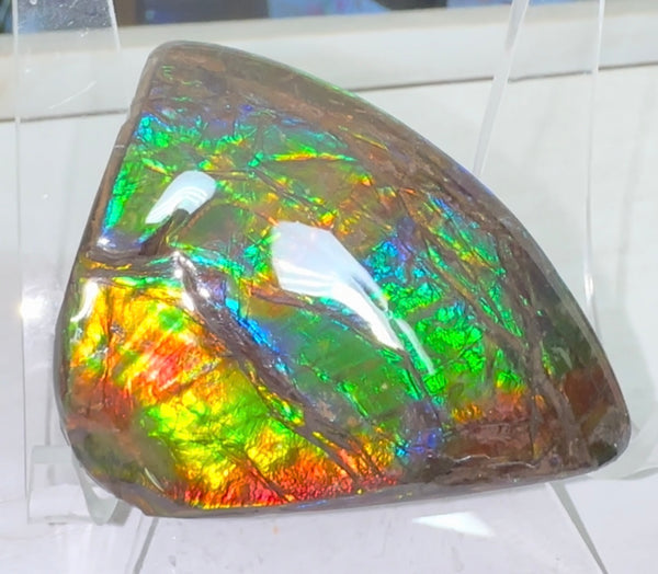 Rainbow colors,Ammolite Display Stone,Handheld Beautiful Specimen,Fossil,Metaphysical,Home Decor,Alberta fossil CS-260