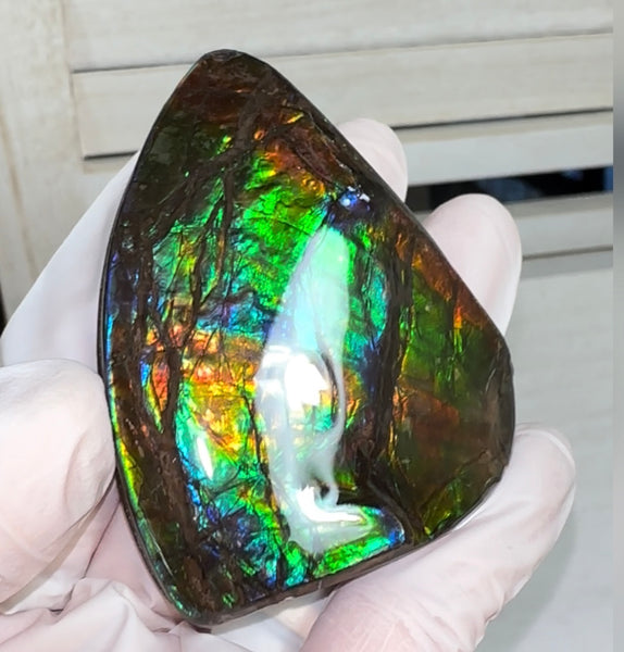 Rainbow colors,Ammolite Display Stone,Handheld Beautiful Specimen,Fossil,Metaphysical,Home Decor,Alberta fossil CS-260