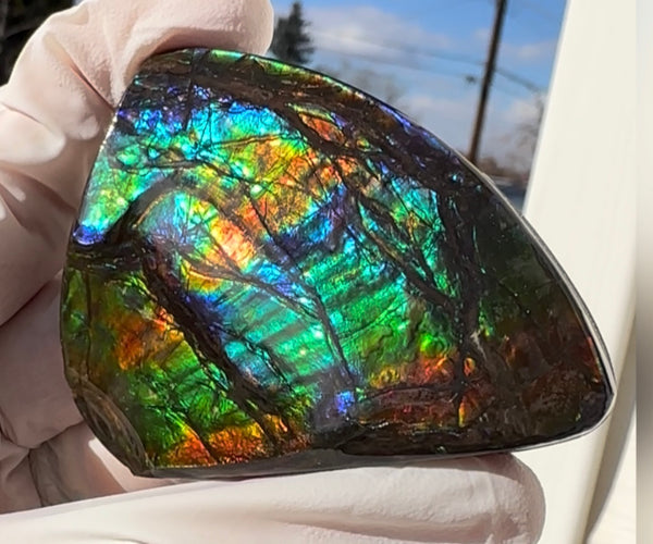 Rainbow colors,Ammolite Display Stone,Handheld Beautiful Specimen,Fossil,Metaphysical,Home Decor,Alberta fossil CS-260