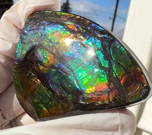 Rainbow colors,Ammolite Display Stone,Handheld Beautiful Specimen,Fossil,Metaphysical,Home Decor,Alberta fossil CS-260