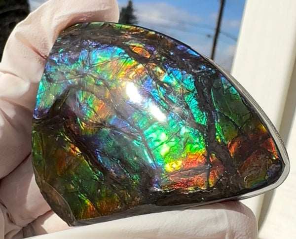 Rainbow colors,Ammolite Display Stone,Handheld Beautiful Specimen,Fossil,Metaphysical,Home Decor,Alberta fossil CS-260