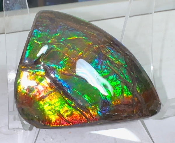 Rainbow colors,Ammolite Display Stone,Handheld Beautiful Specimen,Fossil,Metaphysical,Home Decor,Alberta fossil CS-260
