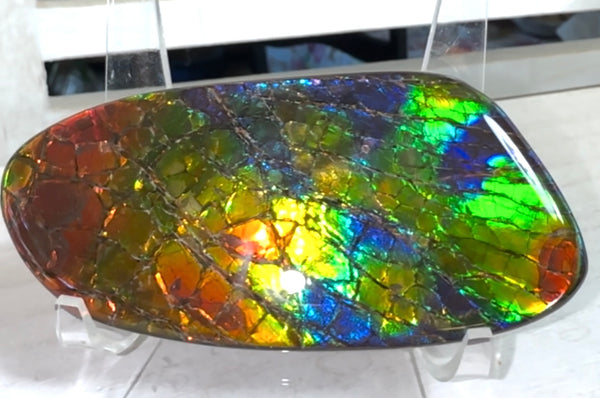AAA grade,Rainbow colors,Ammolite Display Stone,Handheld Beautiful Specimen,Fossil,Metaphysical,Home Decor,Alberta fossil CS-259,Free shipping!